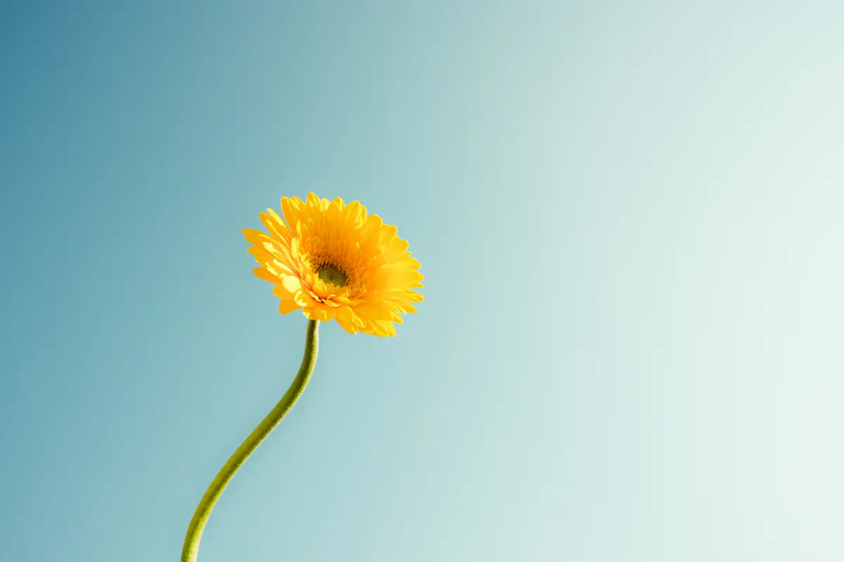 Yellow flower
